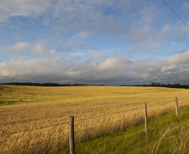 Castor landscape