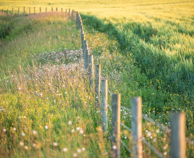 Trochu landscape